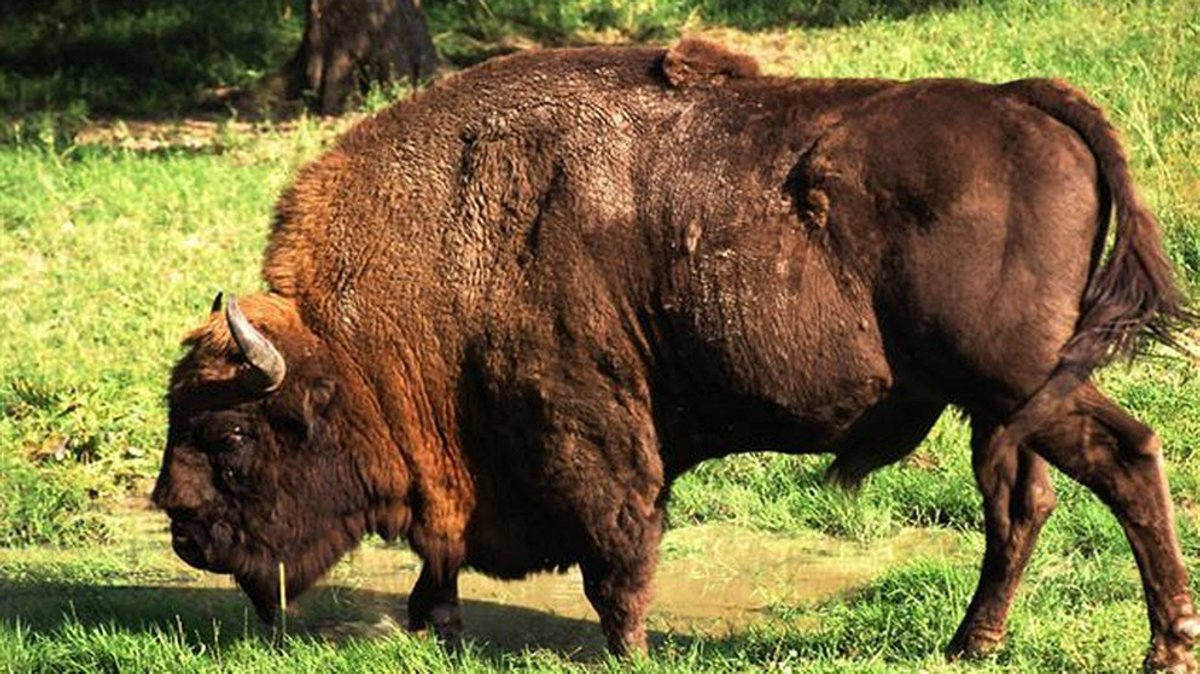 Welt der Tiere: Kraftprotze im Urwald - europäische Bisons
