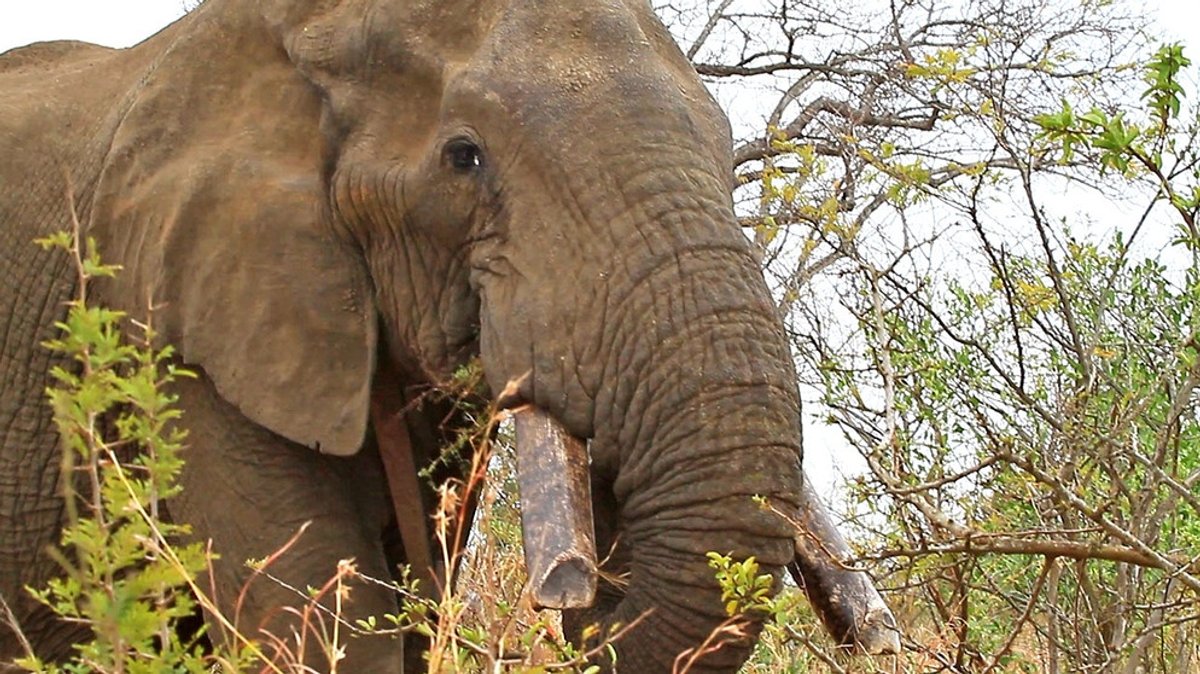 Big Tusker: Die mächtigsten Elefanten Afrikas