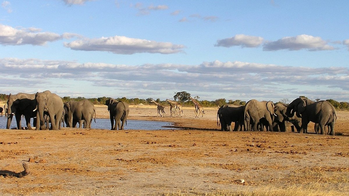 Welt der Tiere: Die Elefanten von Hwange