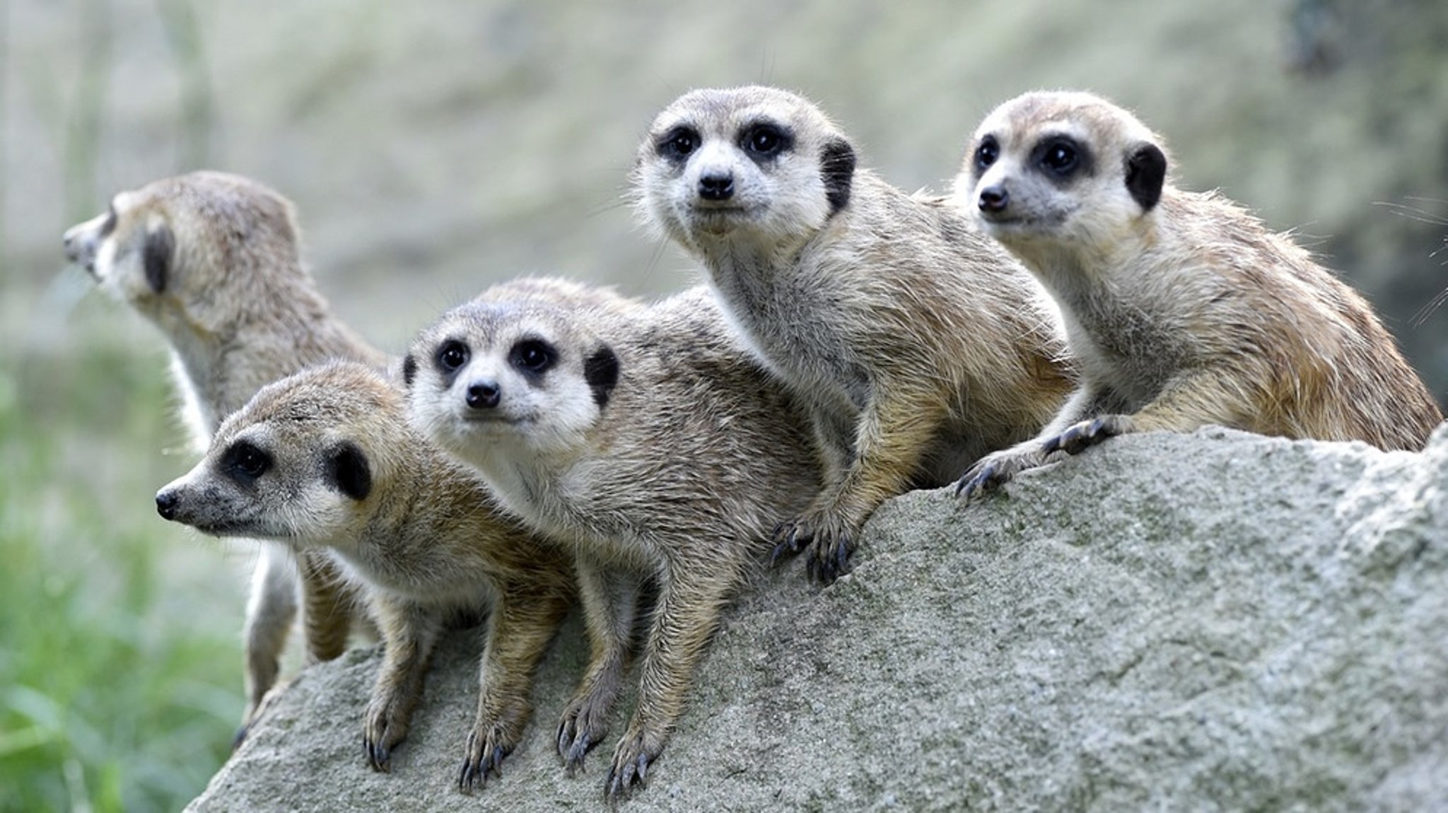 Welt der Tiere : Rufe aus der Kalahari - die Sprache der Erdmännchen