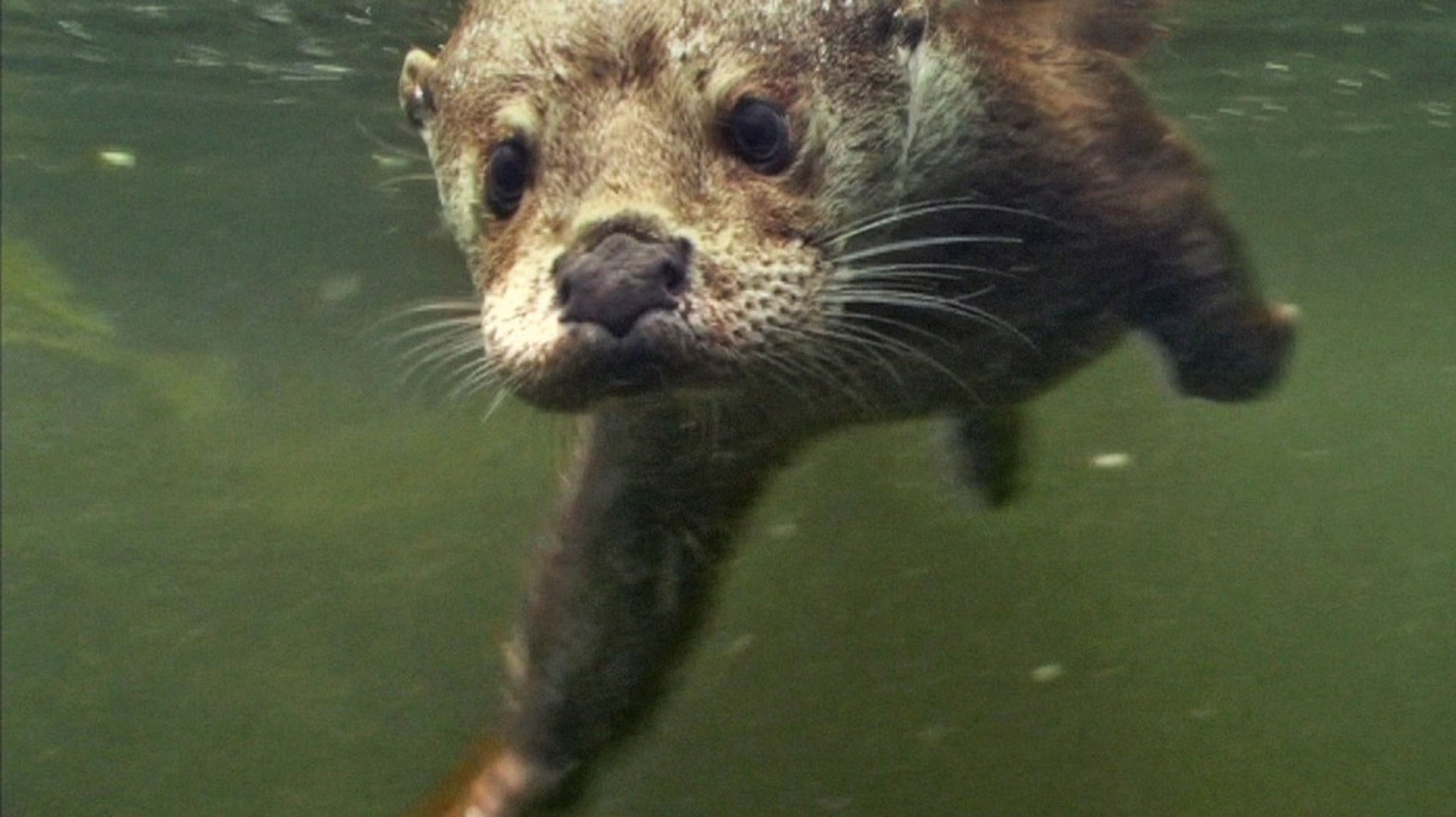 Welt der Tiere: Fischotter - Kluge Schwimmer