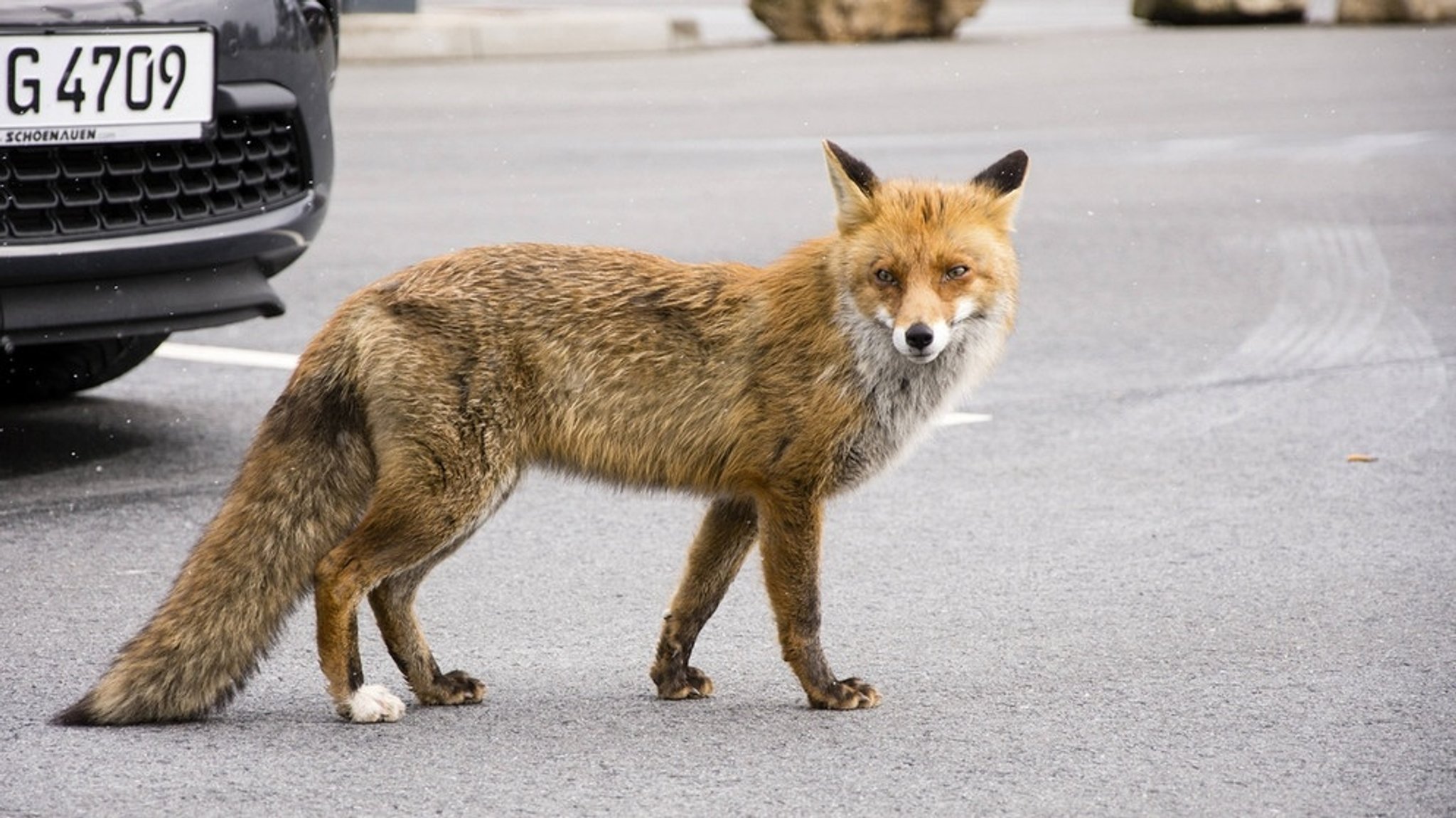 Welt der Tiere: Füchse - mitten in der Stadt