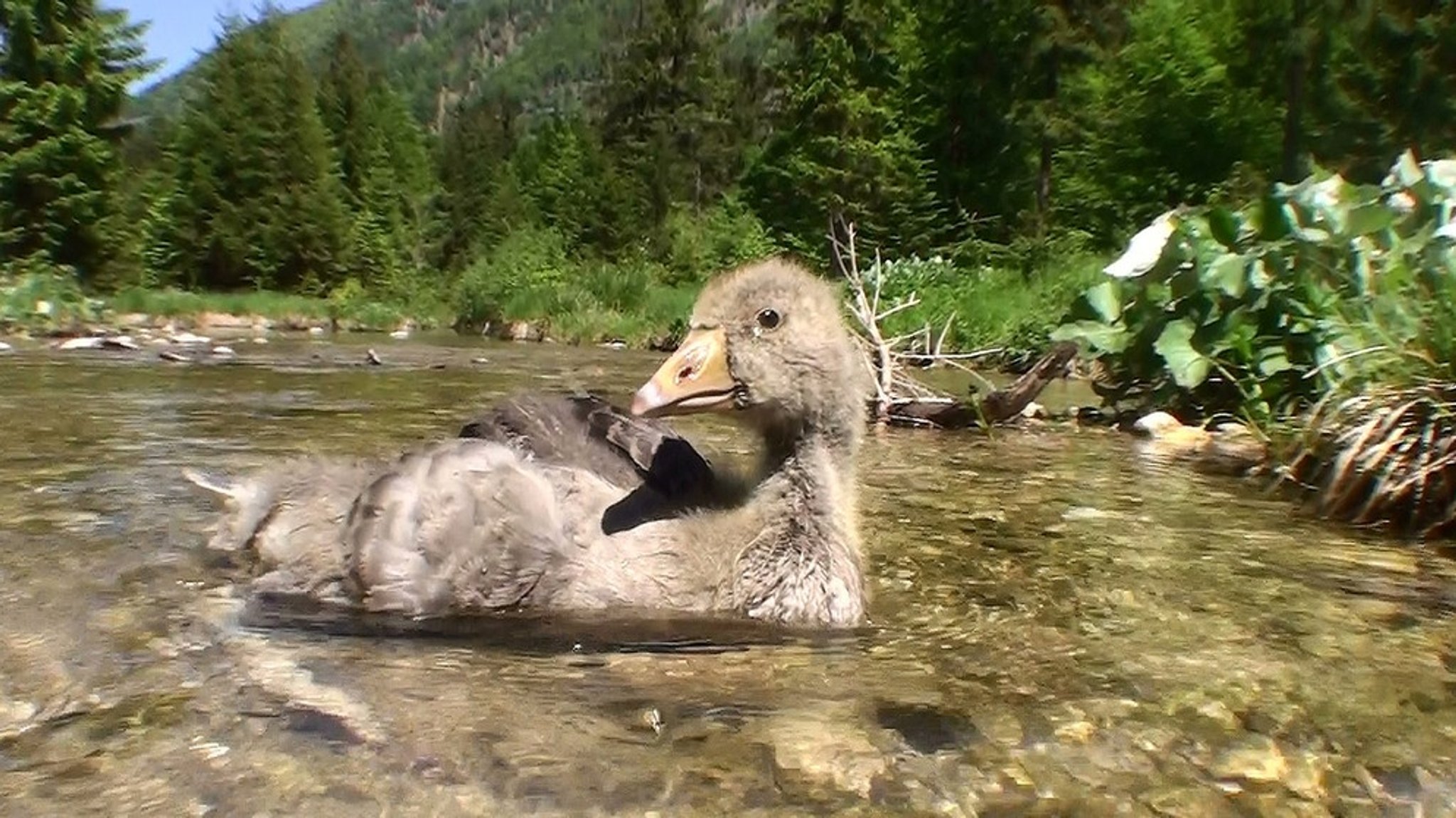 Welt der Tiere: Dumme Gans - gescheite Gans