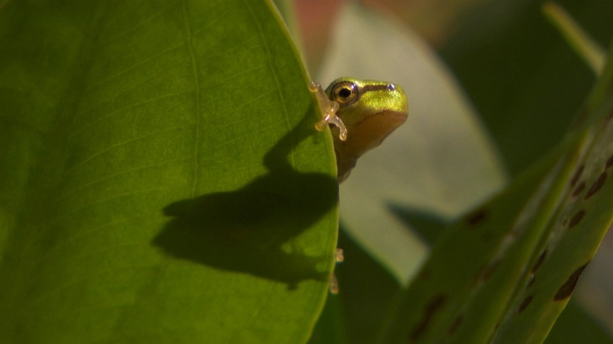 Welt der Tiere: Der Laubfrosch - Ein König ohne Reich