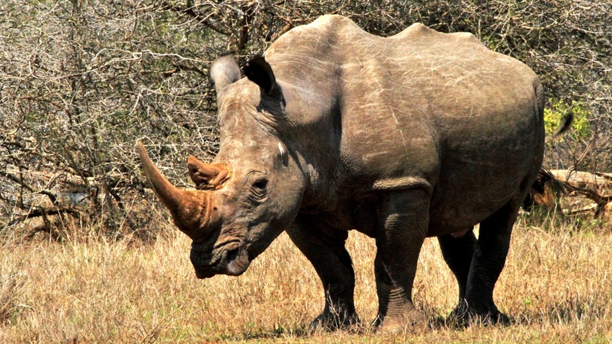 Welt der Tiere : Rhinozeros - das goldene Horn