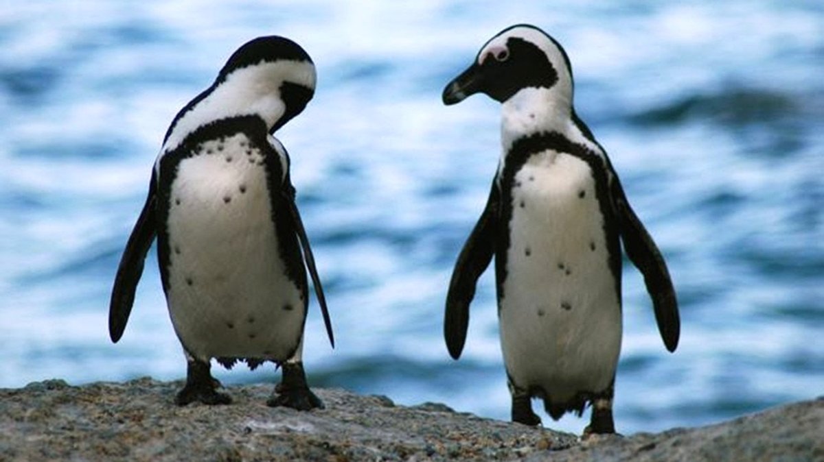 Welt der Tiere : Zerzauste Federn - Pinguine vor Südafrika