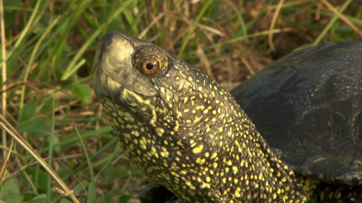 Welt der Tiere: Sumpfschildkröten in Bayern