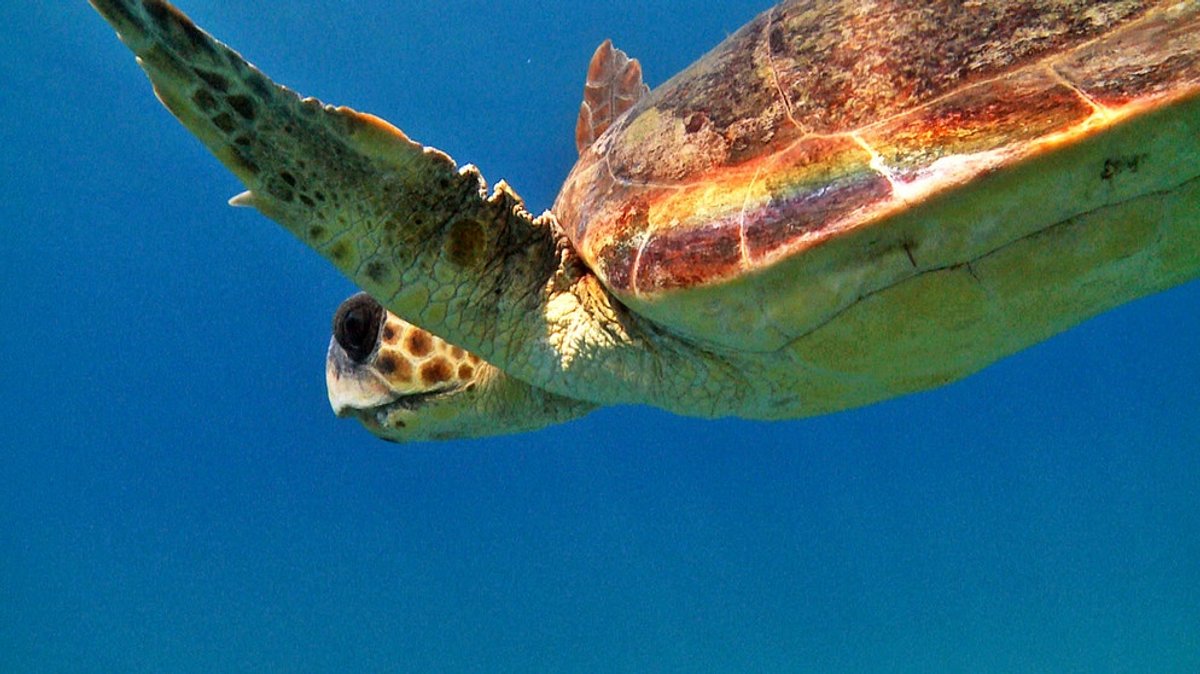 Welt der Tiere: Die schlaueste Schildkröte der Welt