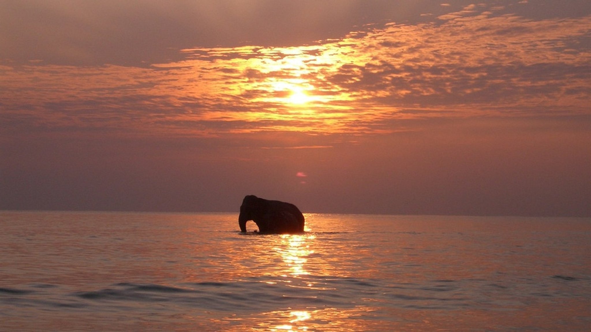 Welt der Tiere: Schwimmende Elefanten