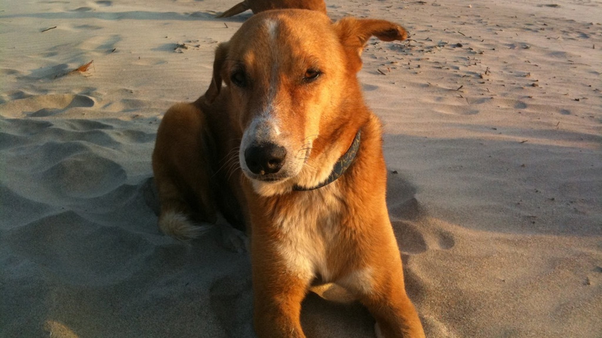 Welt der Tiere: Wie viel Wolf steckt im Hund?
