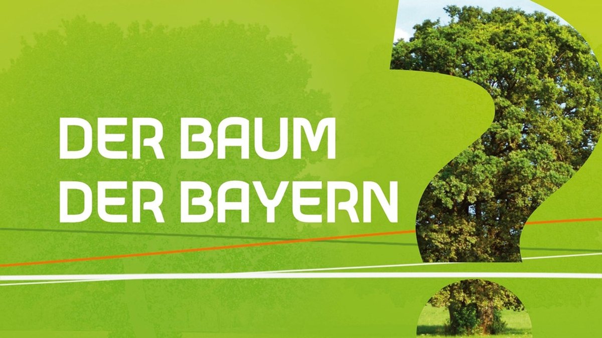Wir in Bayern / BR Heimat: Tanzlinde in Isling zum „Baum der Bayern“ gewählt
