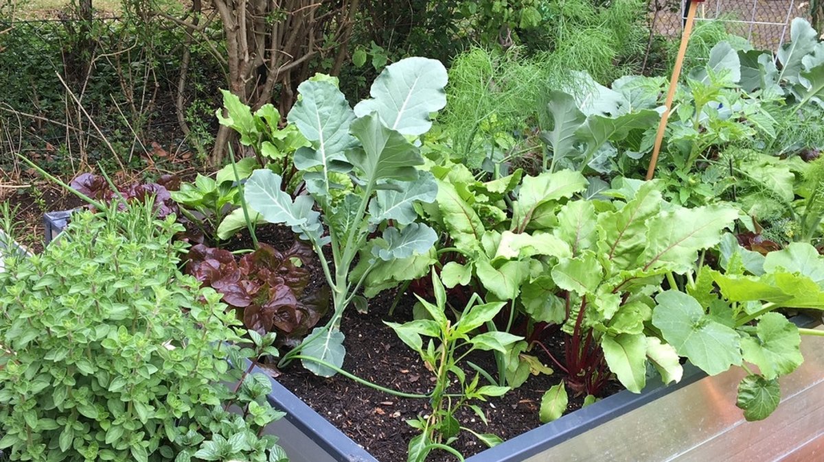 Garten: "Gärtnern im Quadrat" mit Gemüse und Salat