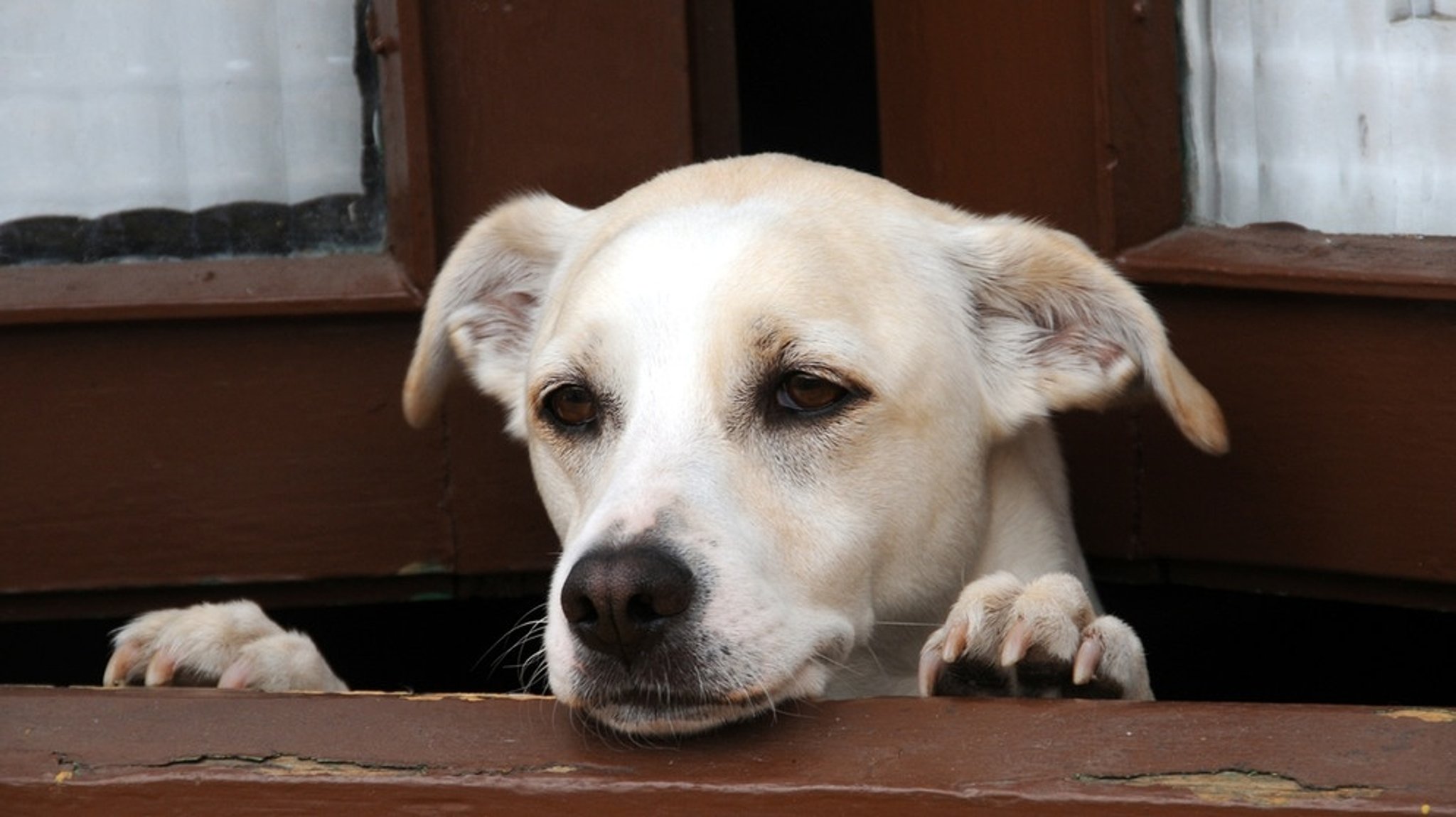 Hunde: Training & Erziehung