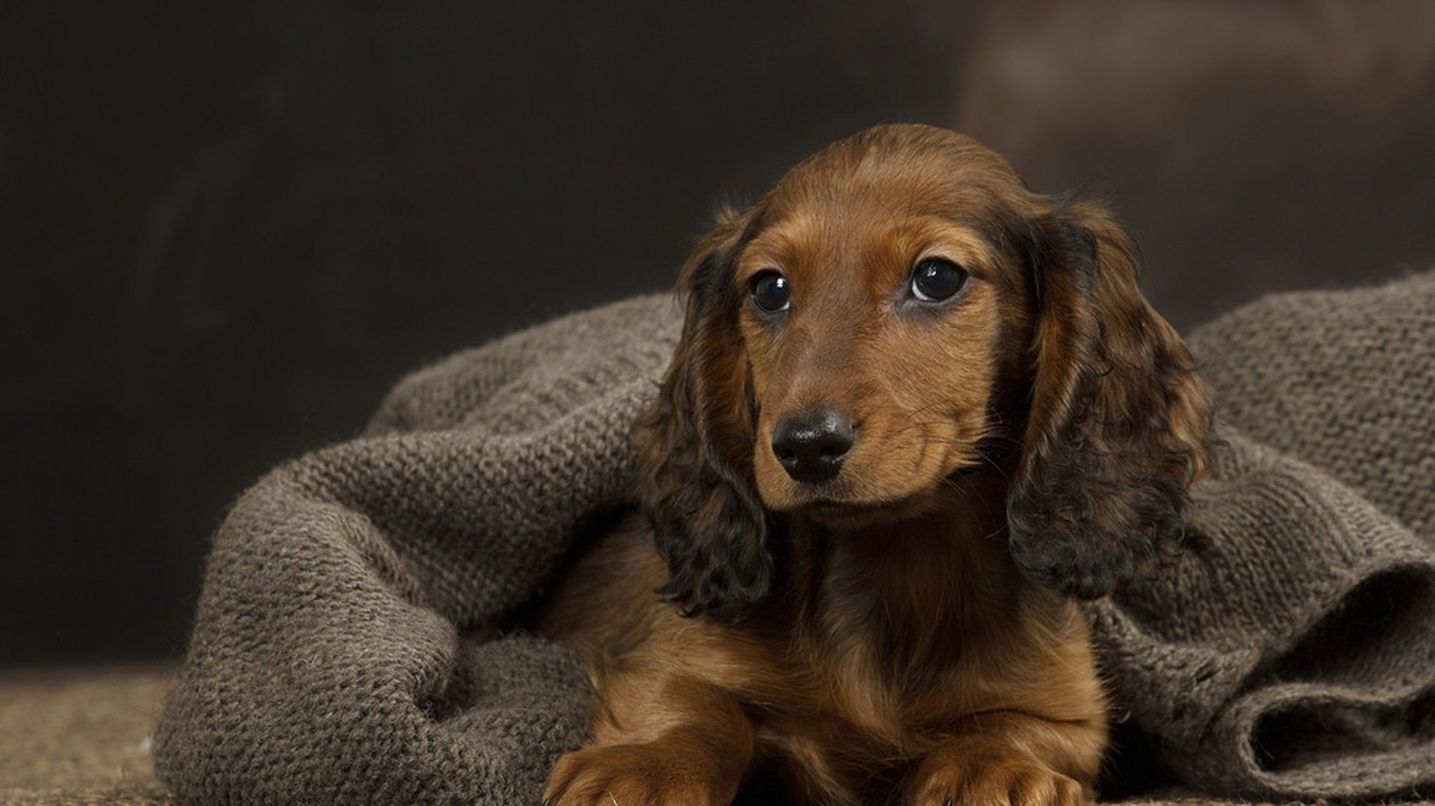 Hundeerziehung: Tipps, wenn Sie sich einen Hund anschaffen möchten