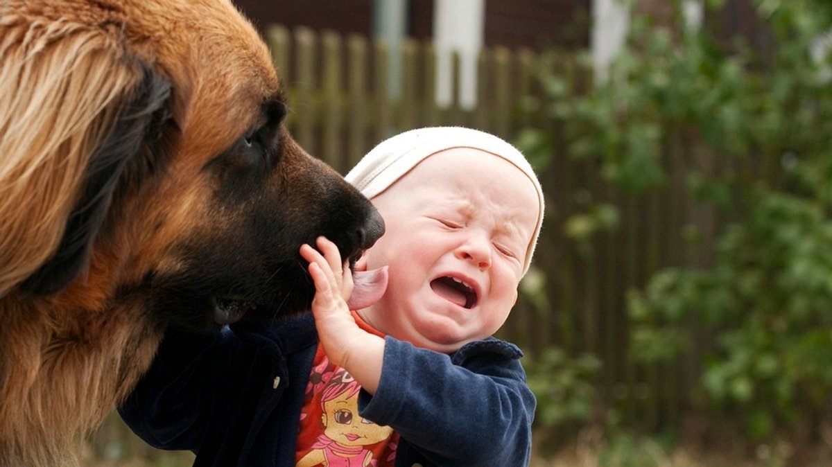 Hundeerziehung: Hund und Kind