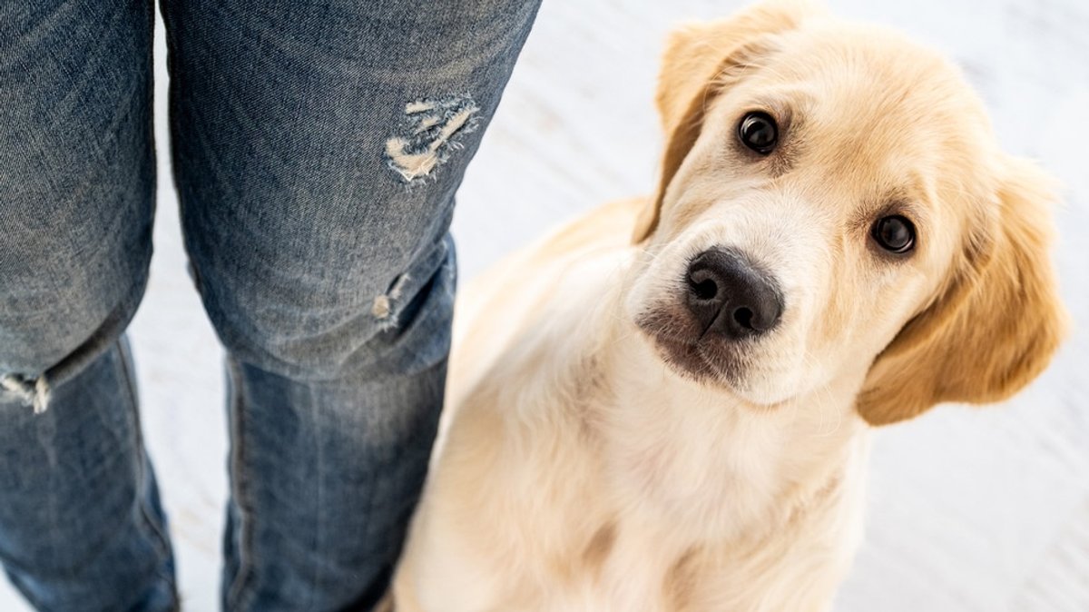 Hunde: Besuchertraining - So kommt Ihr Hund mit Gästen klar