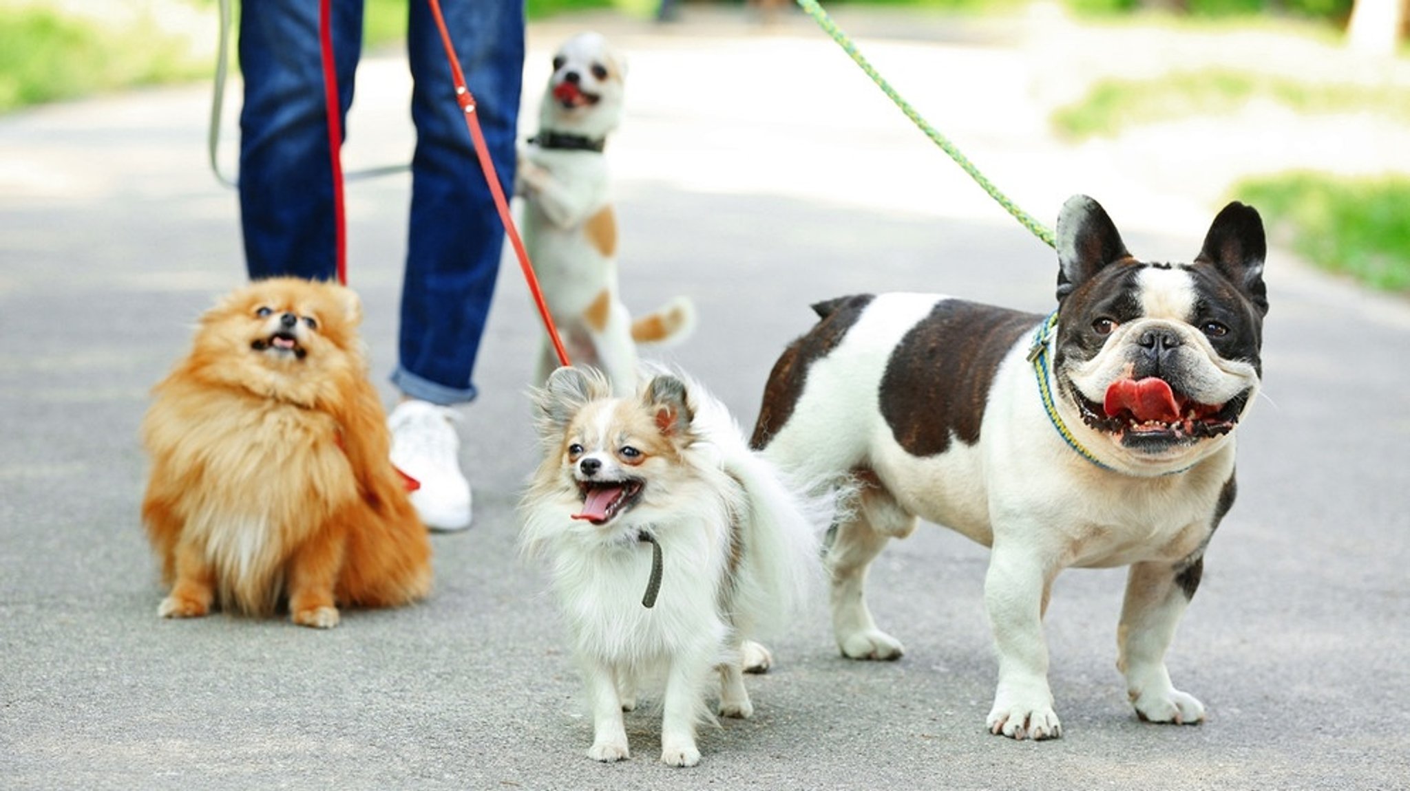 Hunde: Antworten auf Fragen zur Hundeerziehung