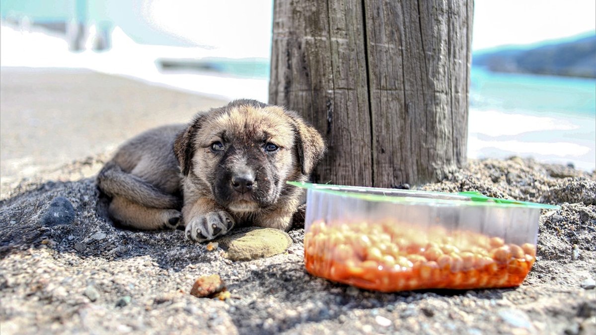 Hunde: Adoptierte Hunde aus dem Ausland 