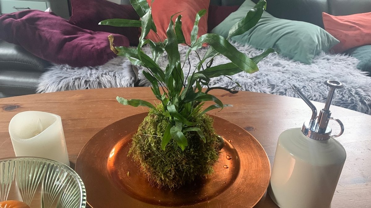 Pflanzen: Kokedama - Pflanzen in Mooskugeln