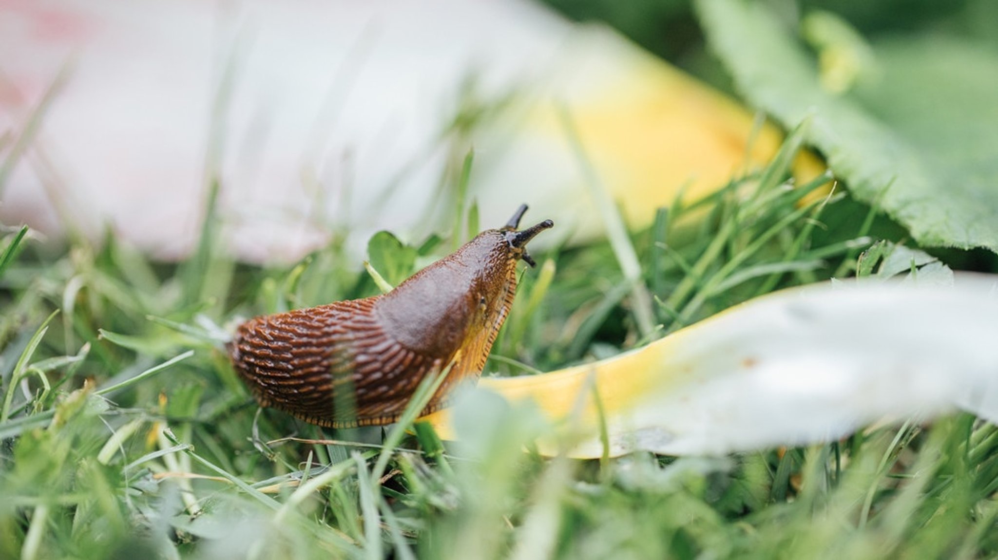 Garten: So bekämpfen Sie Schädlinge mit Nützlingen