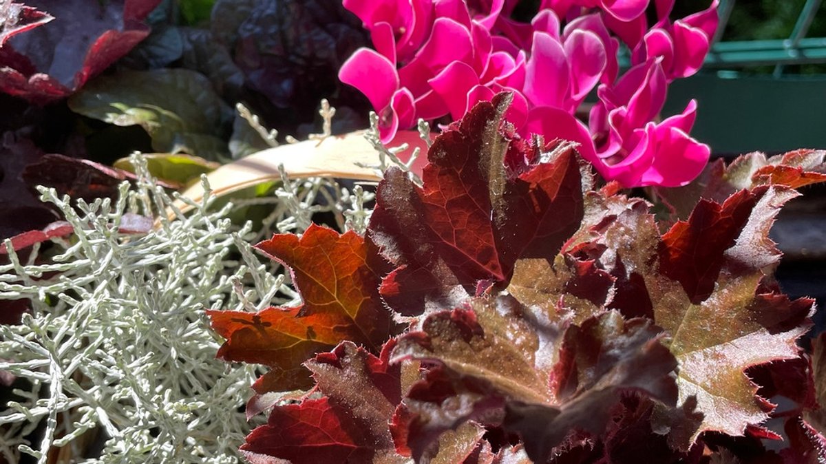 Pflanzen : Blühende Farbenpracht für den Herbst