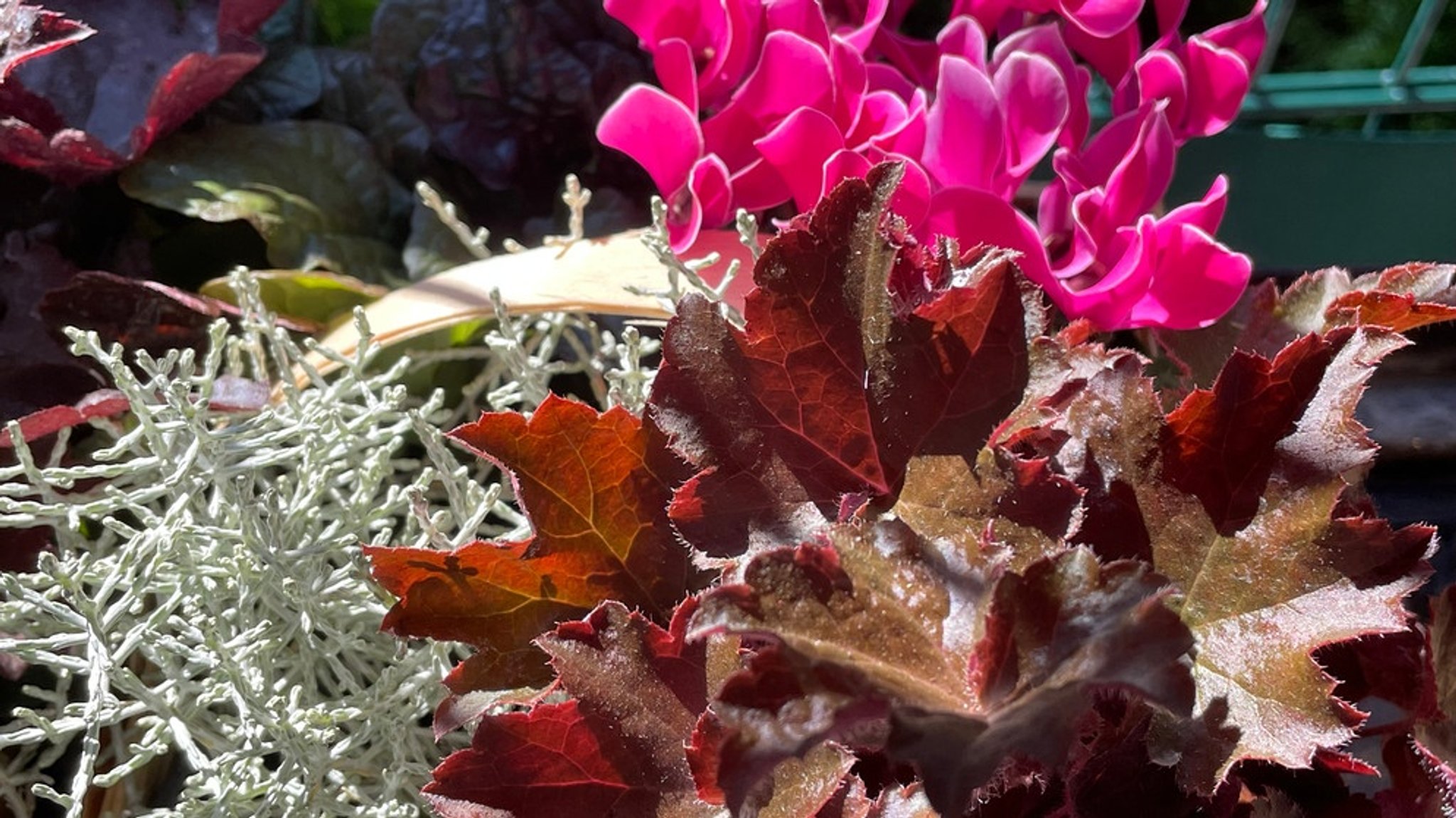 Pflanzen : Blühende Farbenpracht für den Herbst