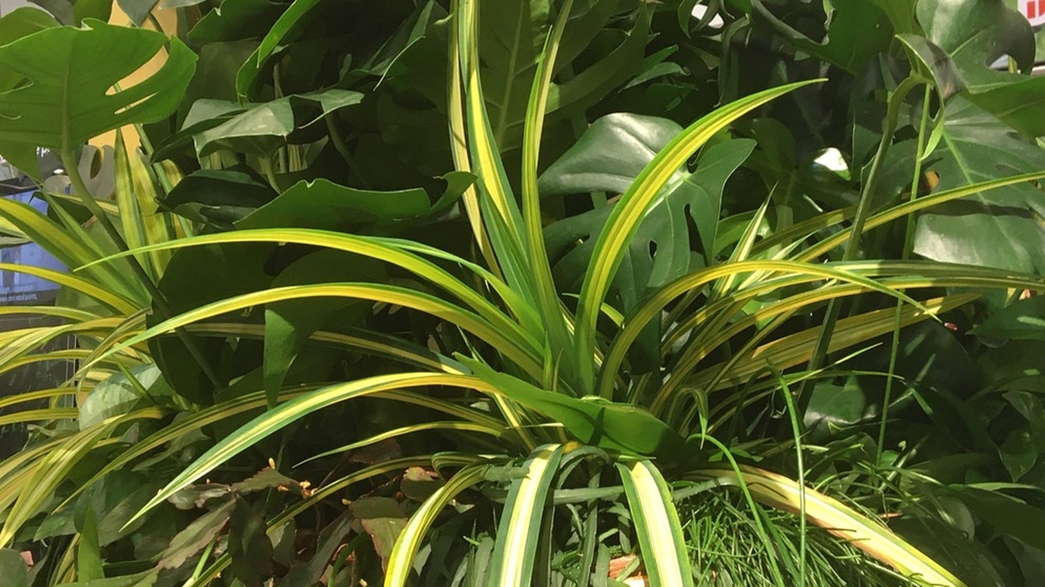 Garten: Prima Klima dank Zimmerpflanzen 