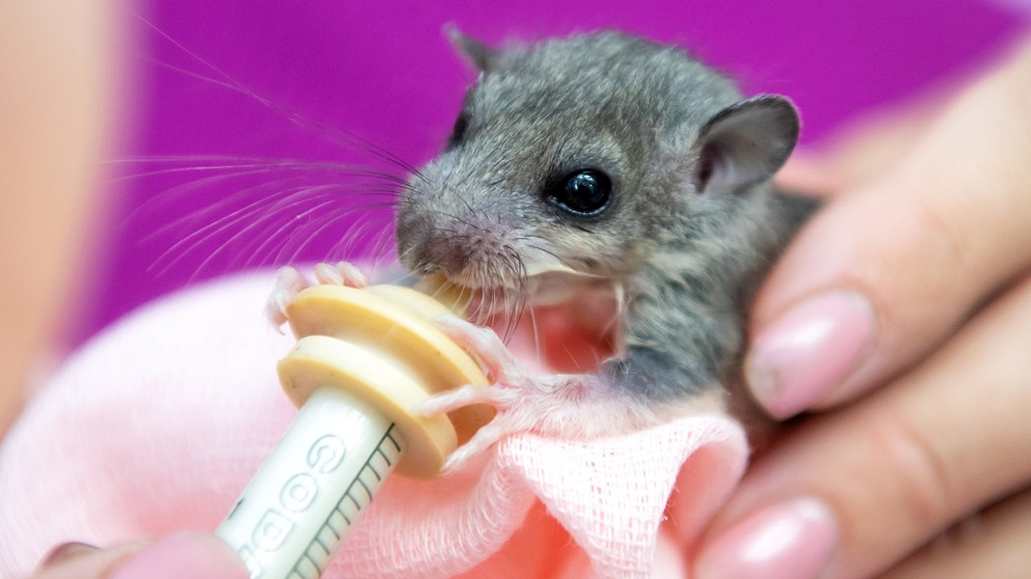 Wildtierwaisen-Schutz: Die Siebenschläfer-Retterin aus Bad Tölz