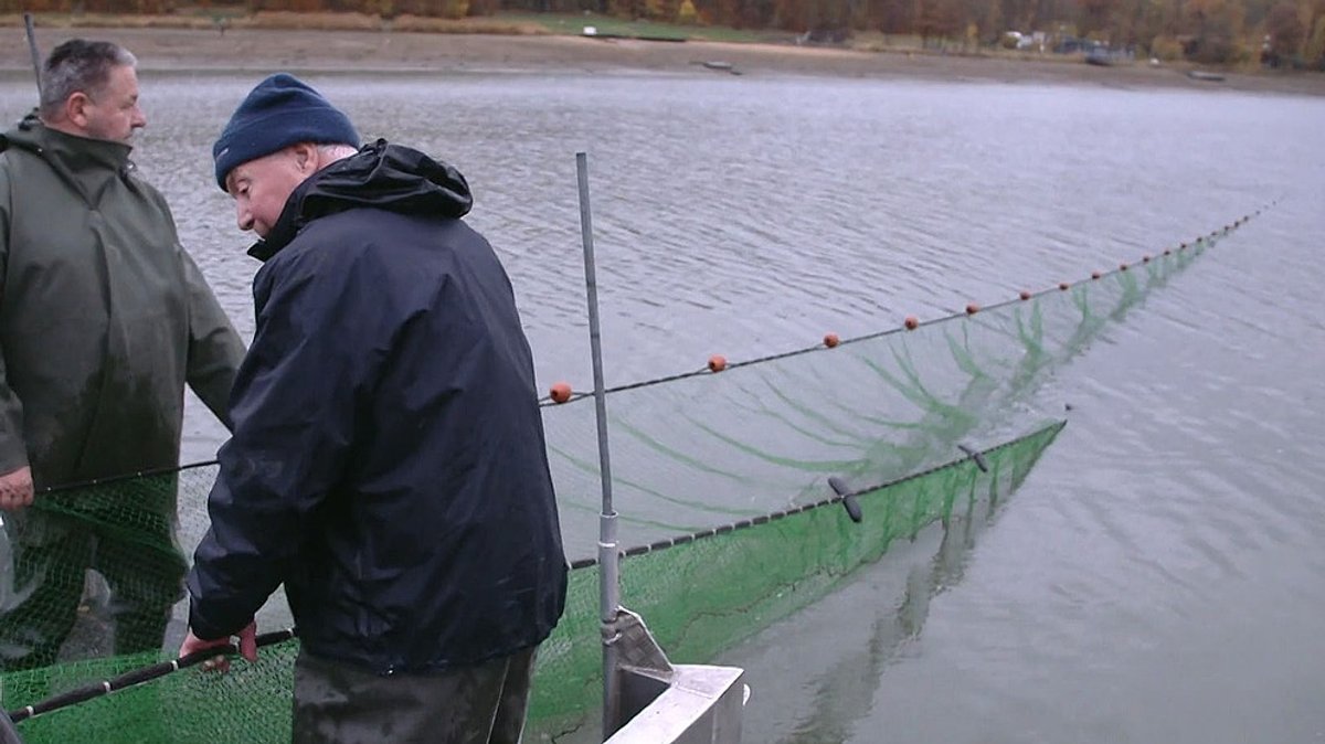 Zugnetze im Einsatz: Ellertshäuser See wird abgefischt