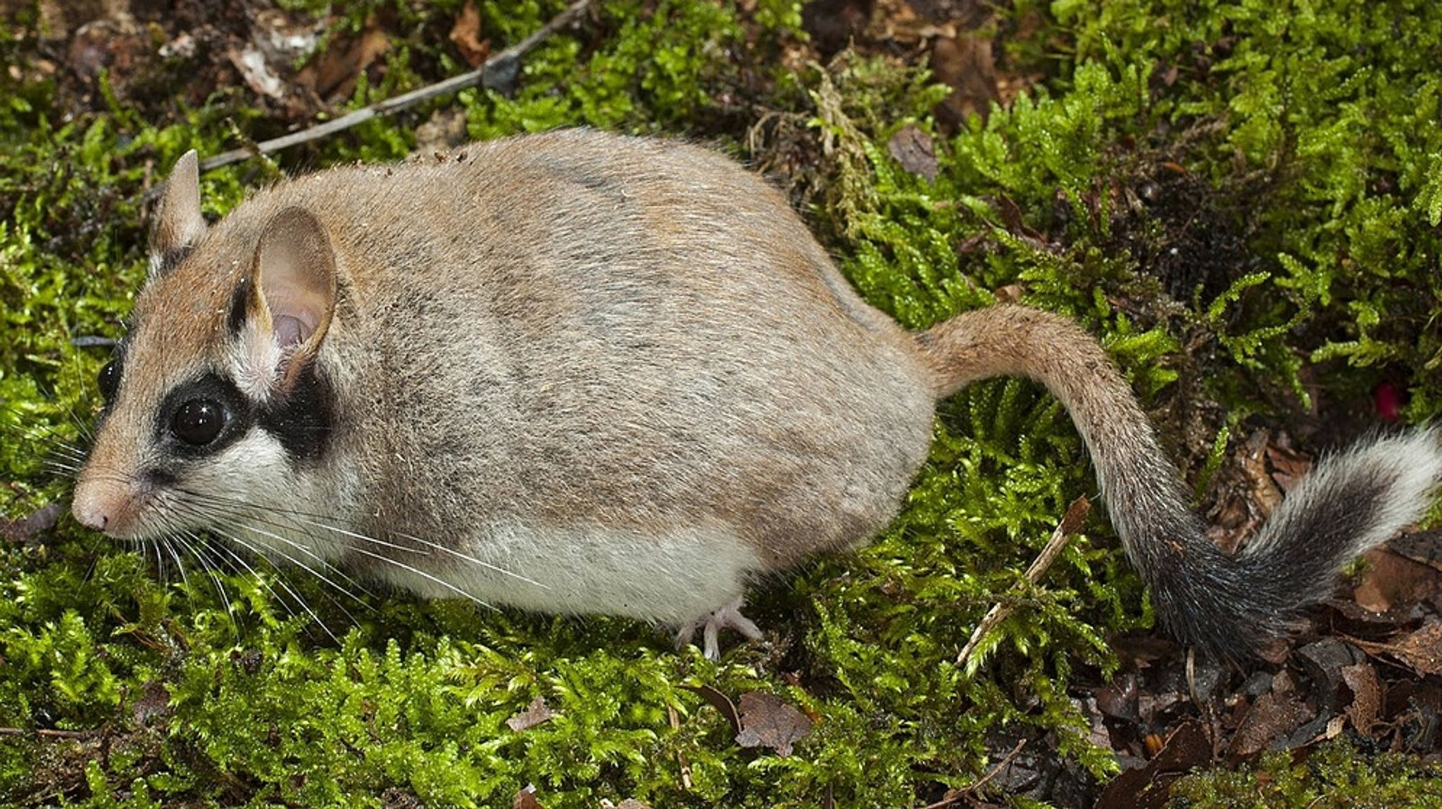 Bund Naturschutz: Spurensuche: Gartenschläfer im Steinwald