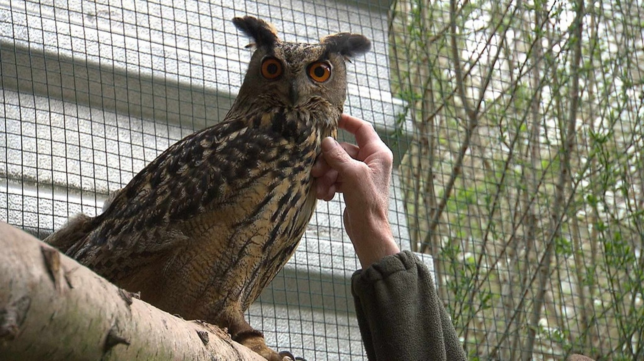 Hilfe für Wildvögel: Die Spessartgreife