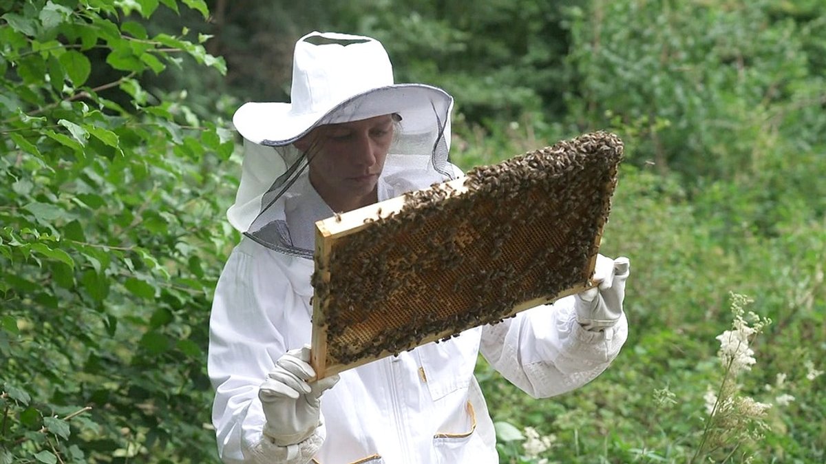 Starke Bienen gesucht: Kampf gegen die Varroamilbe