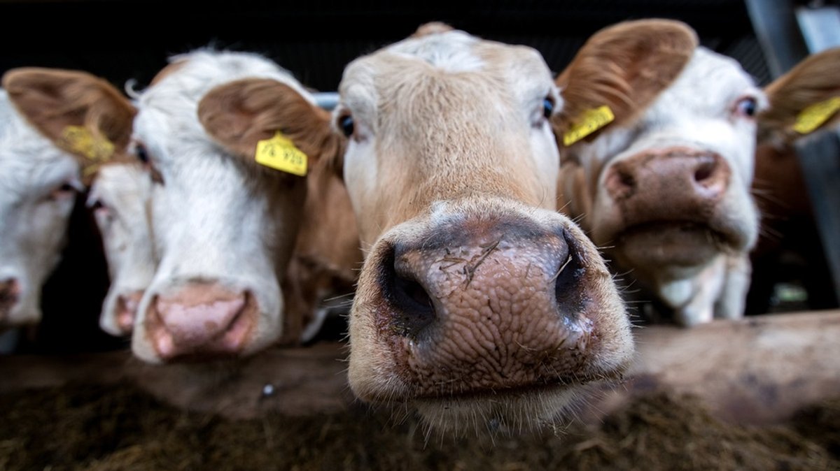 Campus Doku: Nie wieder Fleisch - Rettet der neue Vegetarismus die Welt?