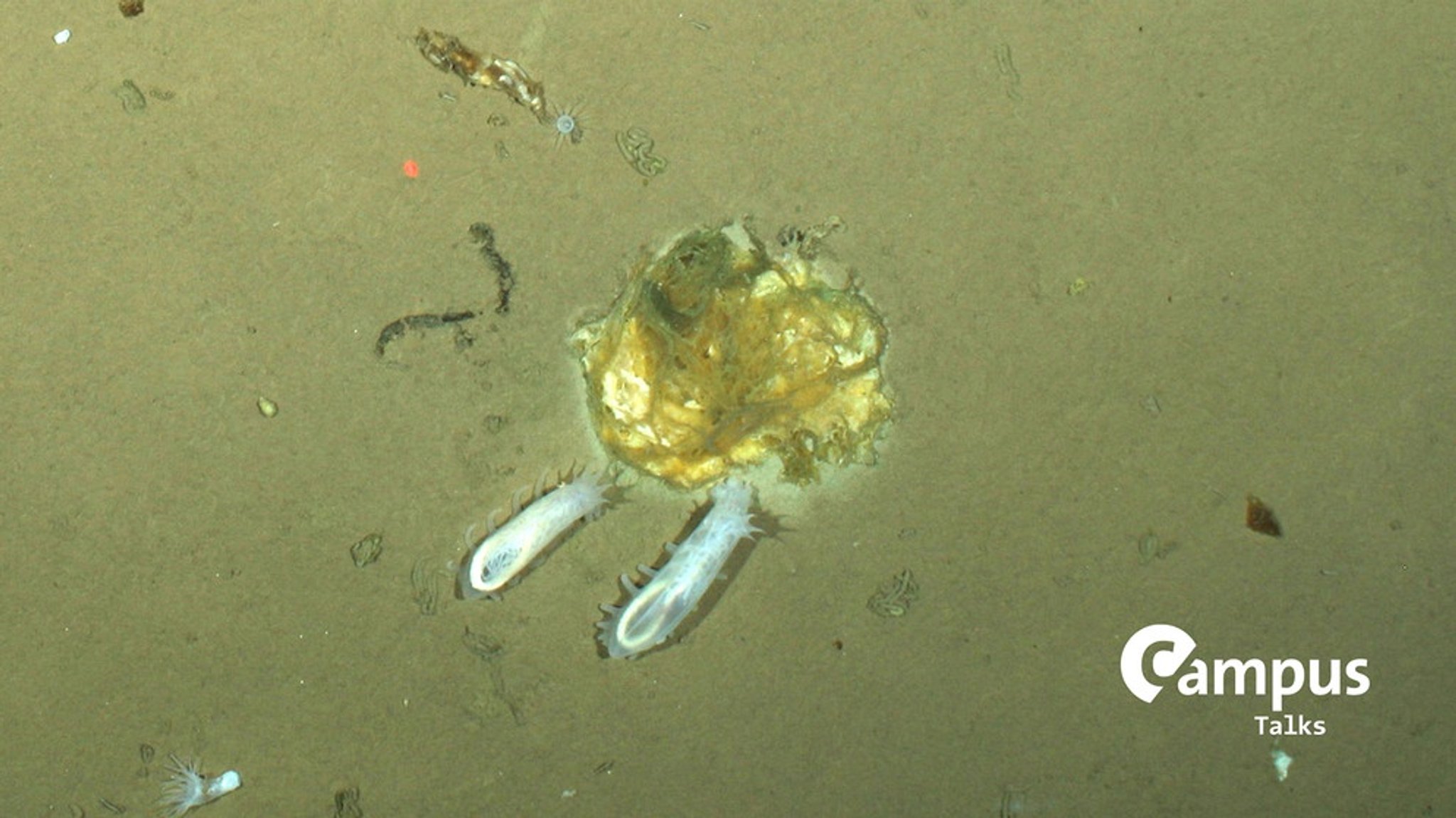 Prof. Dr. Antje Boetius, Meeresbiologin: Das dunkle Paradies - die arktische Tiefsee