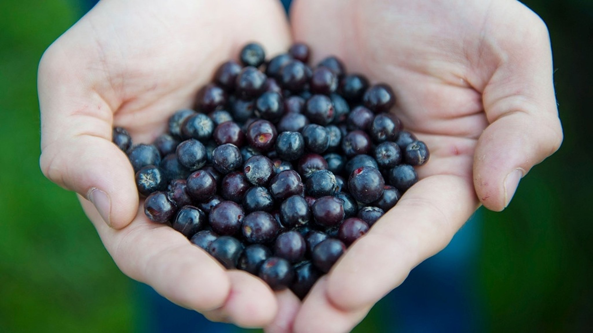 Fränkische Leserrezepte: Fruchtig, frischer Aronia-Beeren-Likör