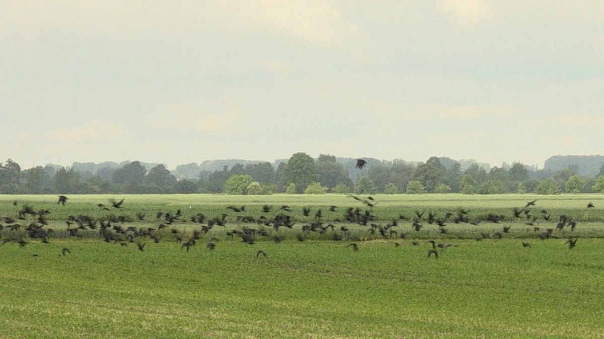 Krähen im Maisfeld: Aussichtsloser Kampf gegen geschützte Tiere?