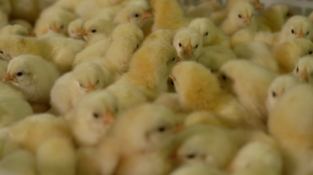 Landwirtschaft: Woher kommen Eier und Hähnchenfleisch?
