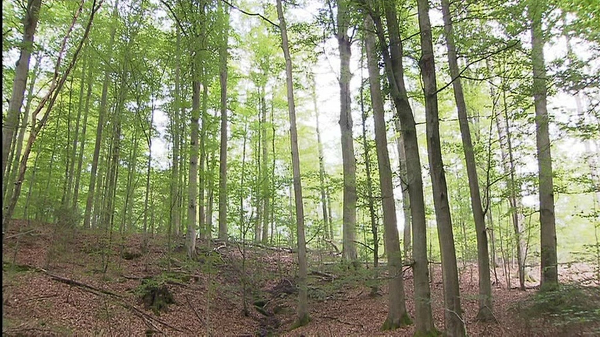 Nationalpark Steigerwald: Landtag lehnt Machbarkeitsstudie ab