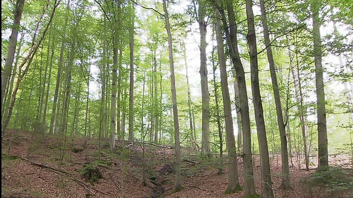 Nationalpark Steigerwald: Landtag lehnt Machbarkeitsstudie ab