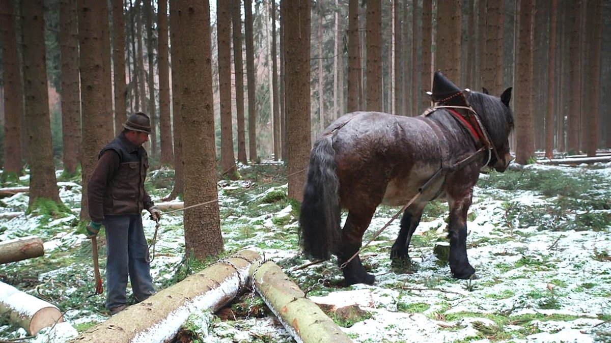 Waldarbeit im Winter: Holzrücken mit dem Pferd
