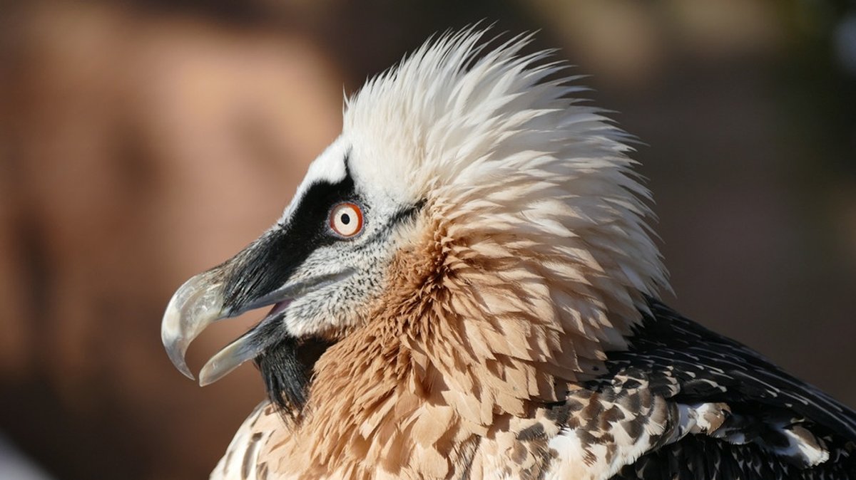 Knochenbrecher oder Kindstöter?!: Bartgeier - Ein Vogel mit speziellem Speiseplan