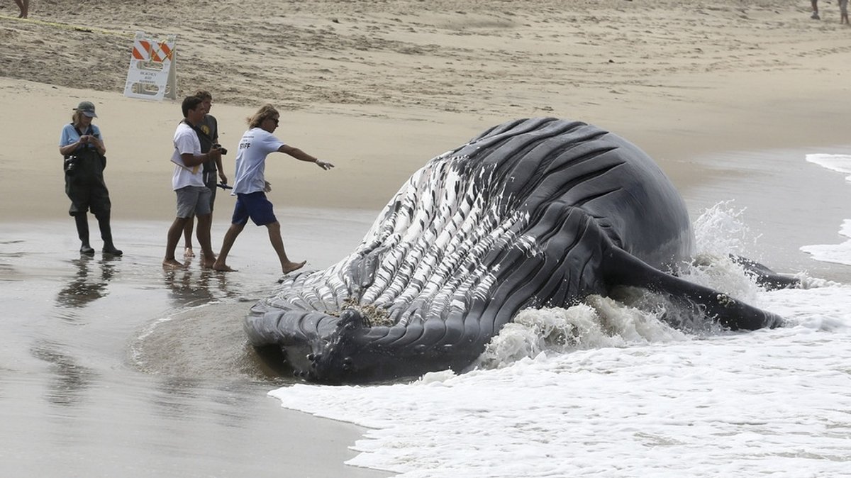 Tödliche Gefahr: Plastikmüll im Meer bedroht Wale und Fische