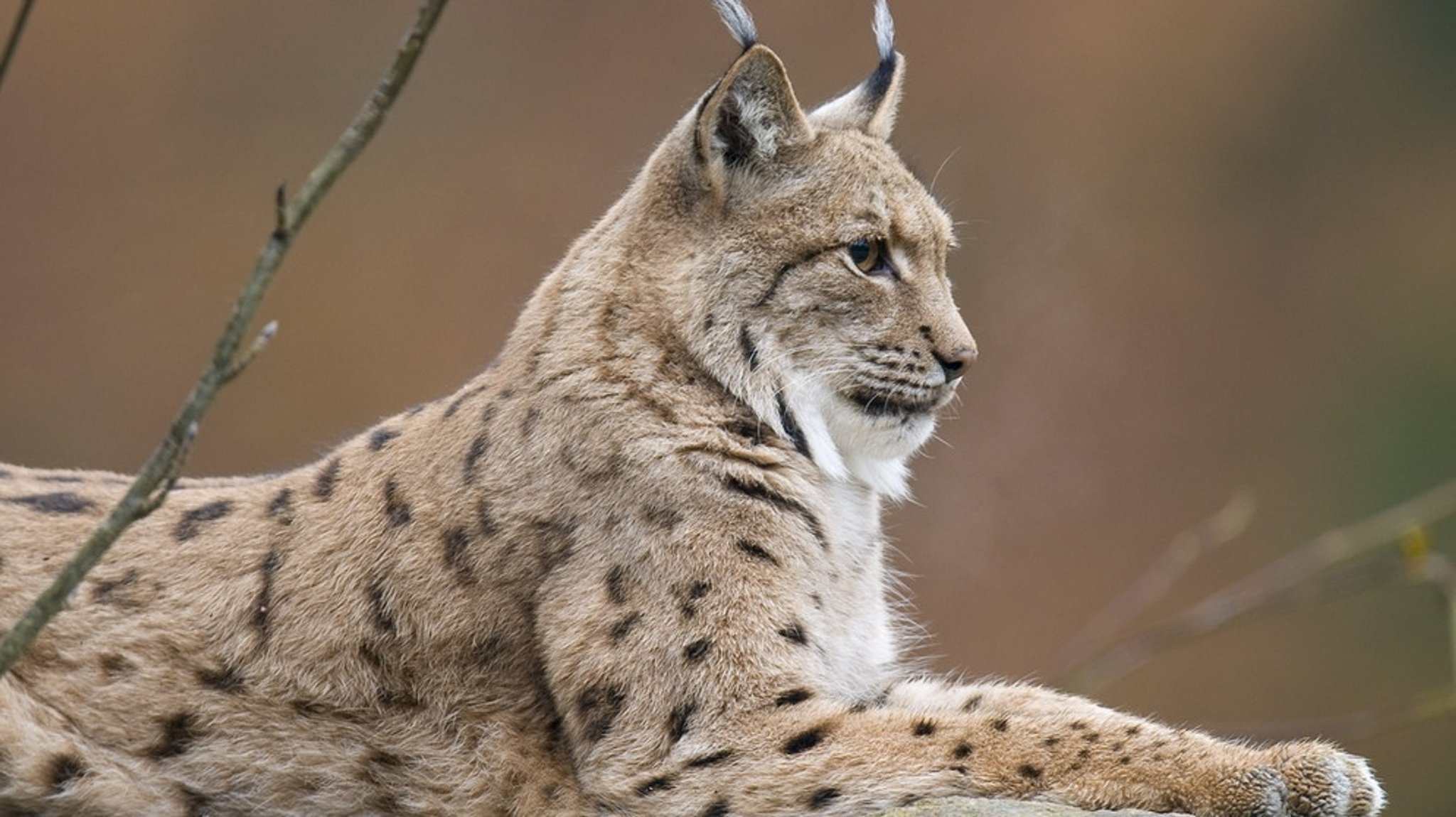 Wildtiere: Luchs: Mutige Pinselohren auf leisen Sohlen