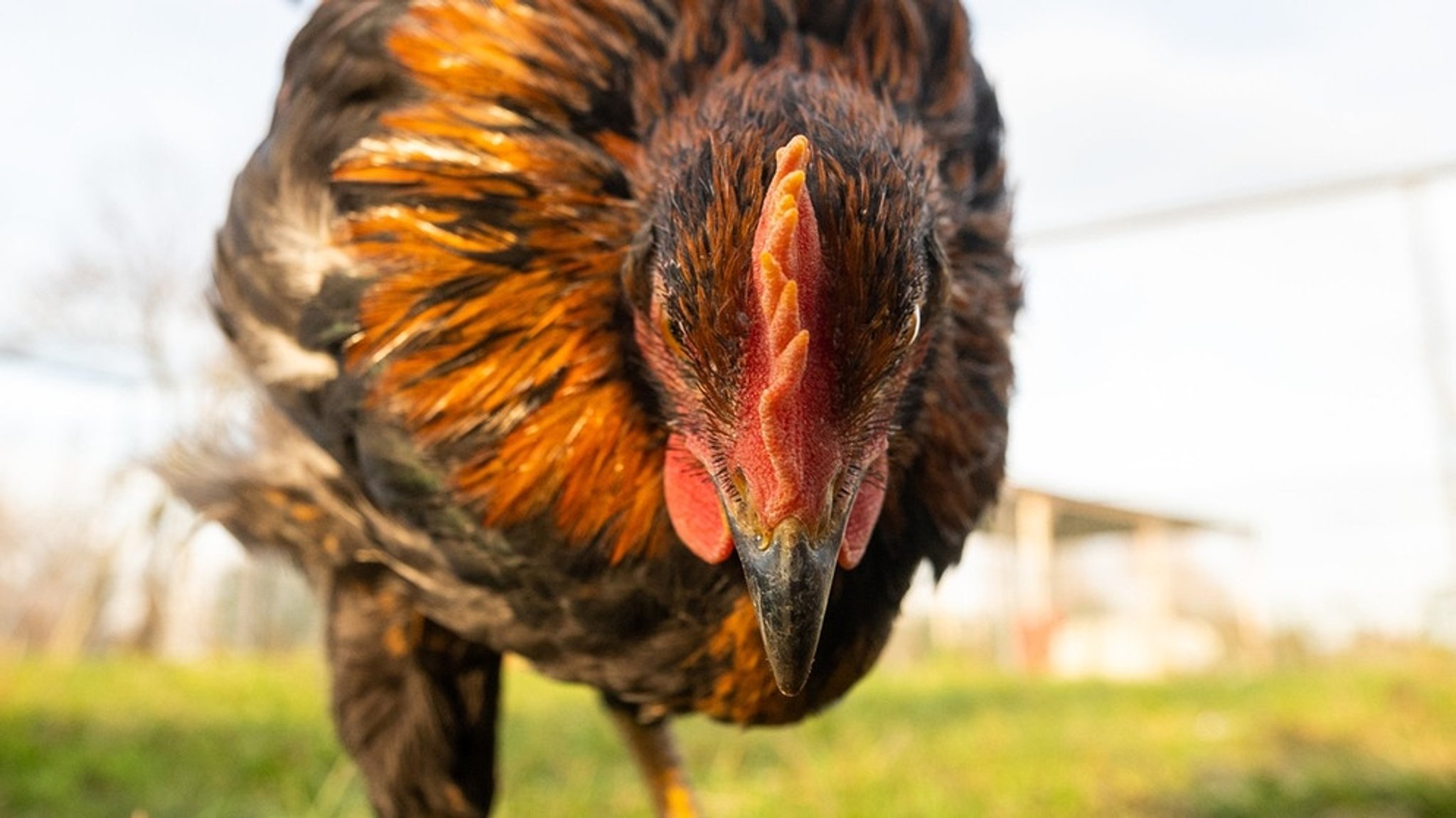 Dinosaurier und Huhn: T-Rex und Huhn sind tatsächlich verwandt