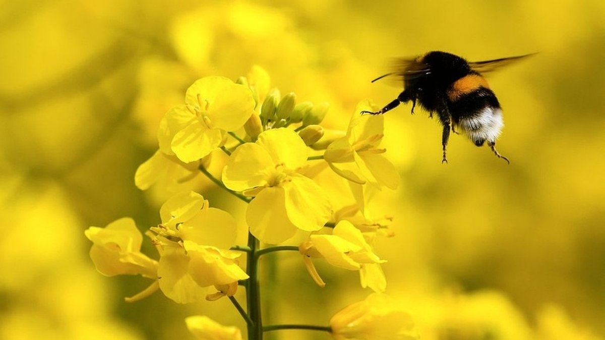 Dick und wuschelig: Hummeln - Die unbekannten Bienen