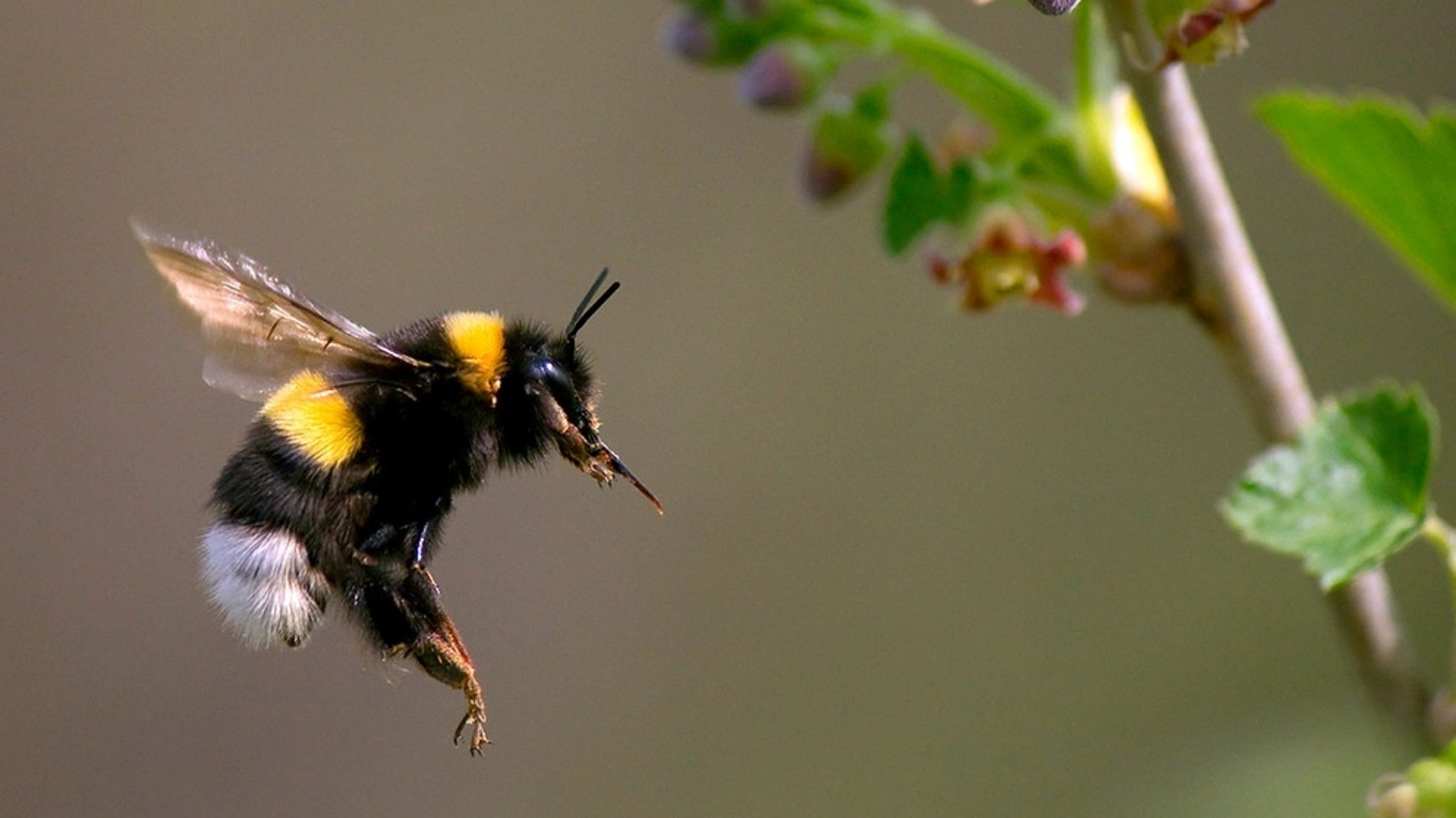 Große Wildbienenart : Hummel - Gelb-schwarzer Riesenbrummer