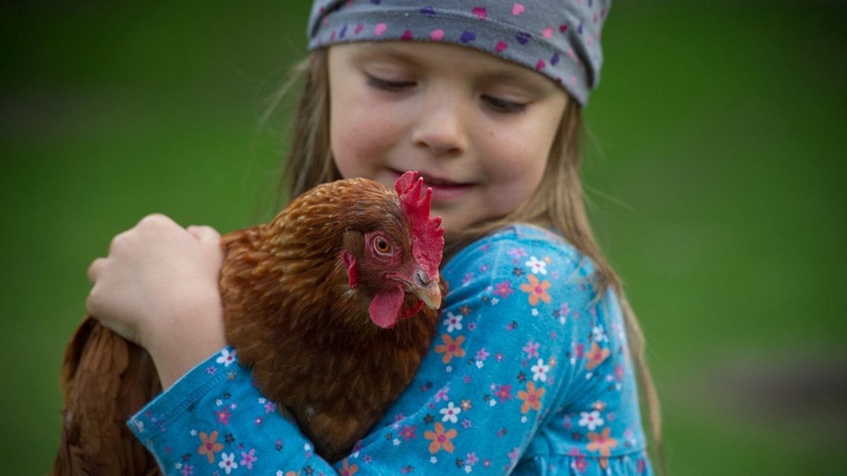 Haustier und Nutztier: Huhn - Eierlegendes Federvieh 