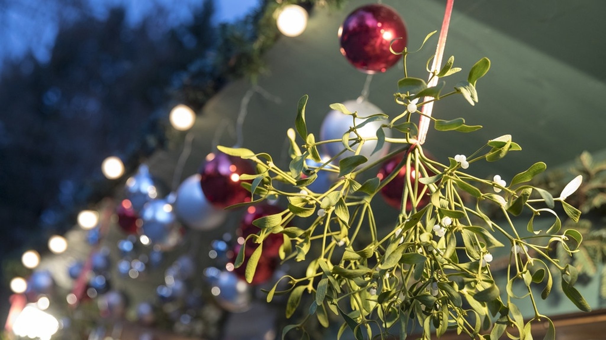 Heilpflanze mit Zauberkraft?: Misteln - Mehr als nur Weihnachtsdeko