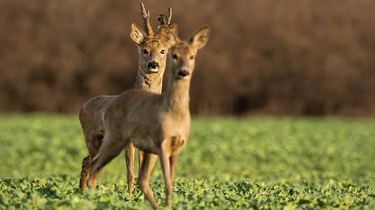 Bambi und seine Eltern: Reh - Wildes, scheues Waldtier