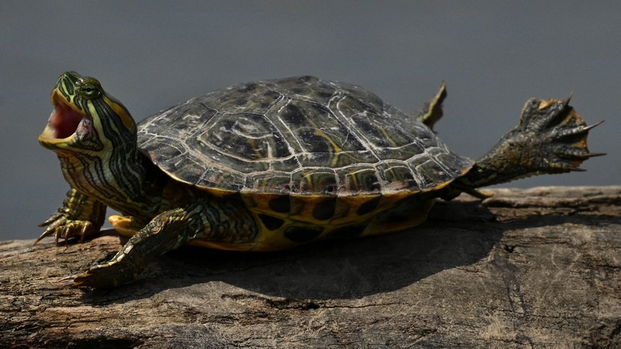 Gepanzerte Kriechtiere: Schildkröten - Besonders gefährdete Reptilien